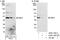 Mitogen-Activated Protein Kinase Kinase 1 antibody, A302-140A, Bethyl Labs, Immunoprecipitation image 