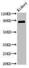 Cadherin-18 antibody, CSB-PA615709LA01HU, Cusabio, Western Blot image 