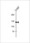 Shugoshin-like 2 antibody, PA5-35237, Invitrogen Antibodies, Western Blot image 