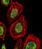 Nik-related protein kinase antibody, 57-051, ProSci, Immunofluorescence image 