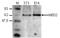 Methyl-CpG-binding domain protein 2 antibody, TA347240, Origene, Western Blot image 