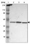 BRCA2 antibody, NBP1-88361, Novus Biologicals, Western Blot image 