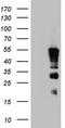 Methylcytosine dioxygenase TET3 antibody, TA803981, Origene, Western Blot image 