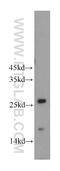 5',3'-Nucleotidase, Mitochondrial antibody, 20765-1-AP, Proteintech Group, Western Blot image 
