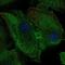 Purine Nucleoside Phosphorylase antibody, PA5-51616, Invitrogen Antibodies, Immunofluorescence image 