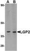 Lgp2 antibody, orb74893, Biorbyt, Western Blot image 