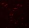 Zinc finger protein 536 antibody, A14403, Boster Biological Technology, Immunofluorescence image 