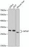 Methylthioadenosine Phosphorylase antibody, GTX54291, GeneTex, Western Blot image 