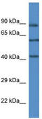 MK12 antibody, TA342200, Origene, Western Blot image 