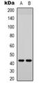 JunD Proto-Oncogene, AP-1 Transcription Factor Subunit antibody, orb338848, Biorbyt, Western Blot image 