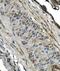 G Protein Subunit Gamma 4 antibody, A13925-1, Boster Biological Technology, Immunohistochemistry paraffin image 