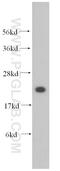 Mitochondrial Ribosomal Protein L12 antibody, 14795-1-AP, Proteintech Group, Western Blot image 