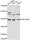 VPS26A antibody, LS-C749268, Lifespan Biosciences, Western Blot image 