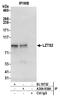 Leucine Zipper Tumor Suppressor 2 antibody, A304-938A, Bethyl Labs, Immunoprecipitation image 