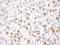 Cell cycle checkpoint protein RAD17 antibody, A300-153A, Bethyl Labs, Immunohistochemistry frozen image 