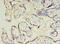 Chorionic Somatomammotropin Hormone Like 1 antibody, A50145-100, Epigentek, Immunohistochemistry paraffin image 