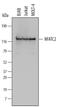 NFATc2 antibody, MAB6499, R&D Systems, Western Blot image 