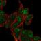 Claudin Domain Containing 2 antibody, HPA056971, Atlas Antibodies, Immunofluorescence image 