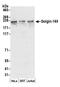Golgin subfamily A member 3 antibody, A303-403A, Bethyl Labs, Western Blot image 