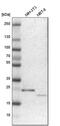 Nudix Hydrolase 4 antibody, PA5-53612, Invitrogen Antibodies, Western Blot image 