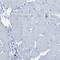 Protein S100-P antibody, HPA019502, Atlas Antibodies, Immunohistochemistry frozen image 