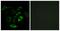 Prostaglandin D2 receptor antibody, LS-B14167, Lifespan Biosciences, Immunofluorescence image 