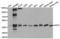 p75 ICD antibody, TA327268, Origene, Western Blot image 