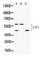 E2F Transcription Factor 4 antibody, PA5-79182, Invitrogen Antibodies, Western Blot image 