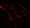 Hedgehog Acyltransferase Like antibody, GTX32068, GeneTex, Immunohistochemistry paraffin image 