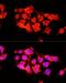 Alpha-1-B Glycoprotein antibody, LS-C749987, Lifespan Biosciences, Immunofluorescence image 