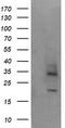 Melanoma-associated antigen 4 antibody, TA505361, Origene, Western Blot image 