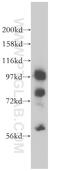 Methionyl-TRNA Synthetase antibody, 14829-1-AP, Proteintech Group, Western Blot image 