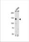 Cullin 4B antibody, TA324698, Origene, Western Blot image 