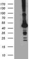 Starch-binding domain-containing protein 1 antibody, TA812279, Origene, Western Blot image 