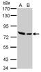 Mcpip antibody, LS-C186179, Lifespan Biosciences, Western Blot image 
