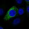 Proline Rich 11 antibody, PA5-65718, Invitrogen Antibodies, Immunofluorescence image 