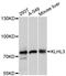Kelch-like protein 3 antibody, LS-C748797, Lifespan Biosciences, Western Blot image 