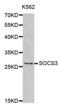 Suppressor of cytokine signaling 3 antibody, abx000853, Abbexa, Western Blot image 