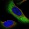 Zinc Finger Protein 721 antibody, NBP2-55790, Novus Biologicals, Immunofluorescence image 