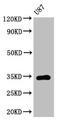 TEF Transcription Factor, PAR BZIP Family Member antibody, orb400628, Biorbyt, Western Blot image 