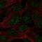 Spermatogenesis Associated Serine Rich 1 antibody, NBP2-55558, Novus Biologicals, Immunofluorescence image 