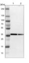 Cysteine And Serine Rich Nuclear Protein 3 antibody, NBP1-83933, Novus Biologicals, Western Blot image 