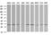 Retinoic Acid Receptor Responder 1 antibody, LS-C174675, Lifespan Biosciences, Western Blot image 