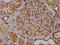 Xin Actin Binding Repeat Containing 2 antibody, LS-C674486, Lifespan Biosciences, Immunohistochemistry paraffin image 