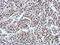 Ring Finger Protein 180 antibody, LS-C155600, Lifespan Biosciences, Immunohistochemistry frozen image 