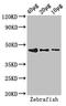 Bone Morphogenetic Protein 4 antibody, orb400960, Biorbyt, Western Blot image 