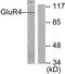 Metabotropic glutamate receptor 4 antibody, TA311658, Origene, Western Blot image 