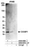CGG Triplet Repeat Binding Protein 1 antibody, A304-037A, Bethyl Labs, Immunoprecipitation image 