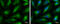 HL antibody, GTX109096, GeneTex, Immunofluorescence image 