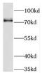 Neurochondrin antibody, FNab05673, FineTest, Western Blot image 